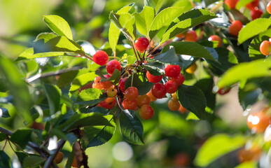 Yellow red cherry on the tree.