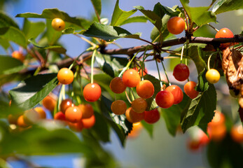 Yellow red cherry on the tree.