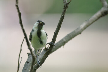 Fototapeta premium 首をかしげる若いシジュウカラさん