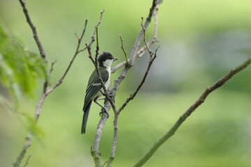 東京赤坂にある東京ミッドタウンで巣立ったばかりの幼いシジュウカラがご飯を探す