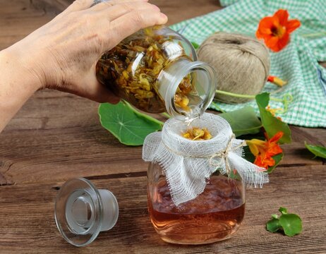 Filtering tincture from Tropaeolum majus, also called garden nasturtium or Indian cress. The whole plant is chopped up and covered in alcohol. Tincture is good for medicinal use.