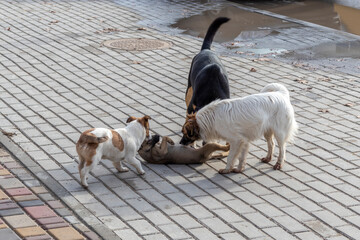 Pack of stray dogs sniffing small puppy. Puppy lay down on his back and offered adult dogs his...