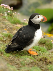 Puffin seabird on the cliff with flowers.