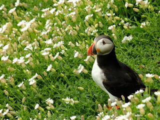 Puffin seabird (fratercula arctica) in white flowers and green scenery