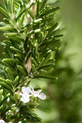 Rosemary tree on nature background.