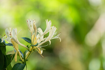Japanese Honeysuckle flowers on nature background.