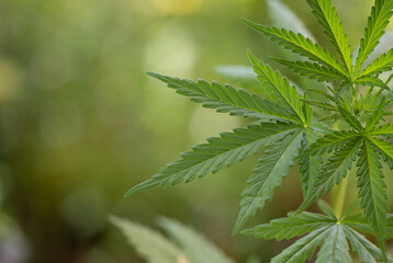 Cannabis indica green leaves on nature background.