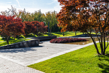 Stylized Japanese courtyard. Japanese maples Acer palmatum with red foliage on shore of pond....