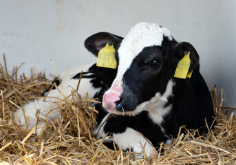 portrait of young black and white spotted calf in straw - obrazy, fototapety, plakaty