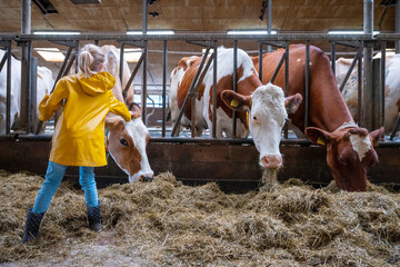 young girl in yellow coat feeds red and white spotted cows in barn