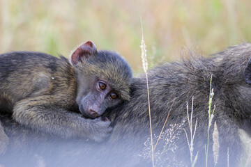 Obraz premium Chacma Baboon, Kruger National Park, South Africa