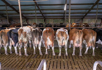 red and black spotted cows inside dutch farm in holland