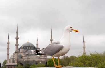 Close-up shot of big white-grey gull looking at camera on background of Blue Mosque in Istanbul,Turkey