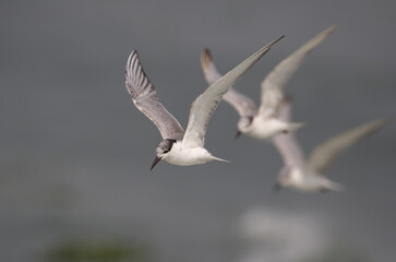 Whiskered Tern in flight .Whiskered Tern is a bird of the Old World.  They breed in scattered locations in Europe, Asia, Africa, and Australia.