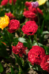 Beautiful Red Tulips, Darwin Hybrid Red Tulips in flowerbed growing outdoors