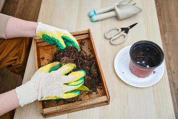Woman working in home garden, scindapsus neon plant . Transplanting flowers into pots and replacing the soil in the living room, diy hobby