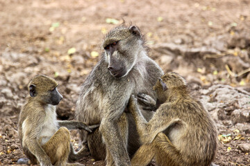 Chacma Baboon, Kruger National Park, South Africa