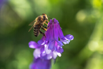 Honeybee, Latin Apis Mellifera, european or western honey bee sitting on common vetch or tares flower. Polination of crops concept.