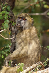 Chacma Baboon, Kruger National Park, South Africa