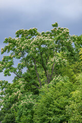 オオバネムノキ