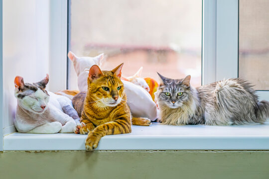 Group of adorable cats of different breeds are resting on windowsill. Cute pets