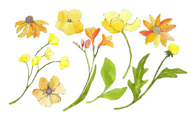 yellow flowers  set watercolor illustration  