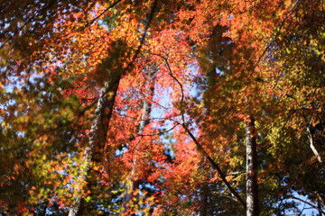 針葉樹と紅葉の森