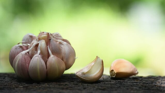 Garlic or Allium sativum on nature background.