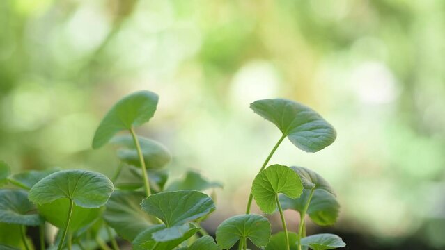 Gotu kola green leaves on nature background.