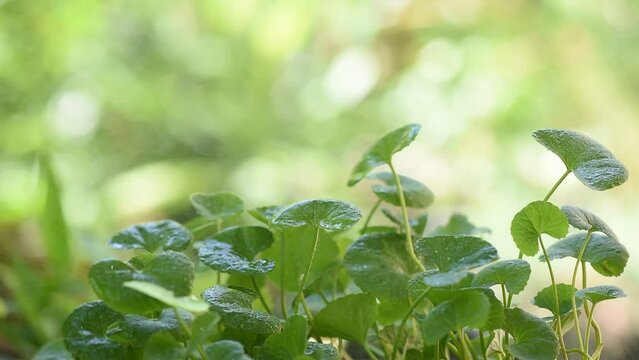 Gotu kola green leaves on nature background.
