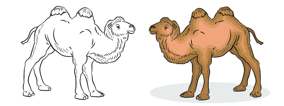 Animals. Vector image of a camel. Coloring for children. Black white and color image.