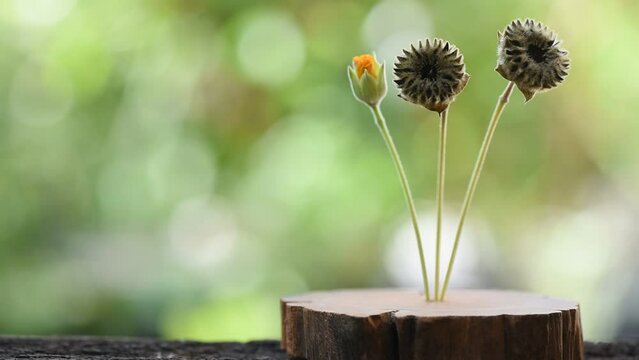 Abutilon hirtum fruits on nature background.