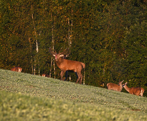 Beautiful deer in the wild