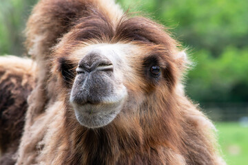 funny camel face in summer in nature, safari animals