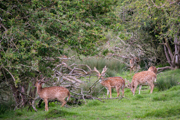 doe grazes on beautiful nature in summer, safari animal