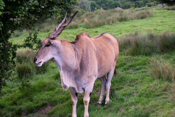 Naklejka na ściany i meble funny antelope in nature in summer, safari animal