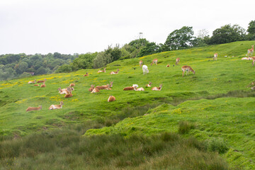 Fototapeta na wymiar doe grazes on beautiful nature in summer, safari animal