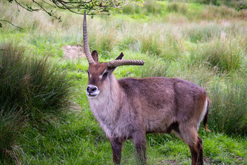 funny antelope in nature in summer, safari animal