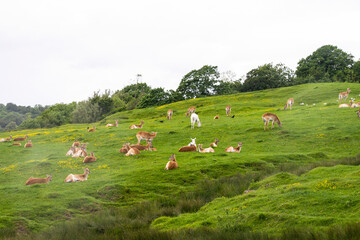 Fototapeta na wymiar doe grazes on beautiful nature in summer, safari animal