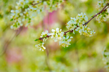 White flowers bloom in the trees. Spring landscape with blooming sakura tree. Beautiful blooming garden on a sunny day. Copy space for text.