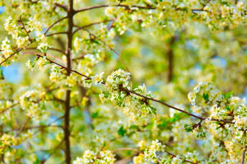 White flowers bloom in the trees. Spring landscape with blooming sakura tree. Beautiful blooming garden on a sunny day. Copy space for text.