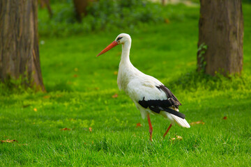 Stork Bird walks through the green thickets of plants. Concept of newborn pregnancy and childbirth with space for text. White stork close up.