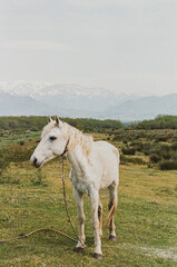 White horse in meadows of Georgia.
35mm film.