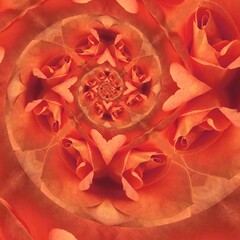 Naklejka premium peach coloured orange rose creative abstract design