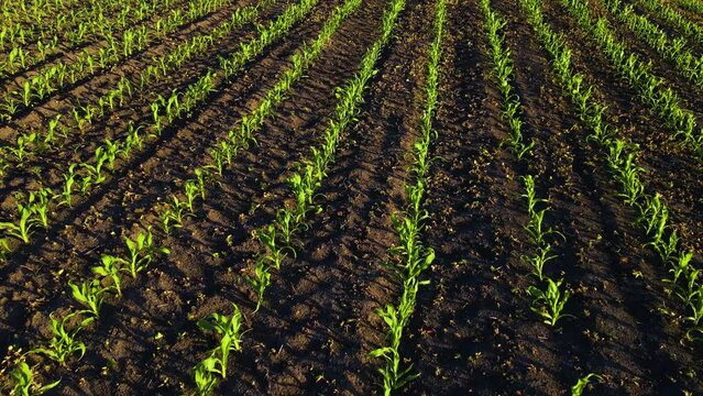 Green growing sprouts of corn in maize field at sunset. Concept of work in agronomic farm and production organic food