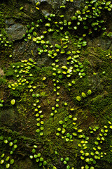 苔むした岩の背景素材