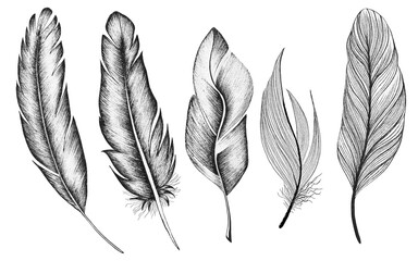 A set of bird feathers drawn in ink graphic sketch style.