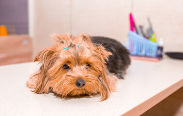 Grooming animals, haircut, drying and styling dogs, combing wool. Grooming master cuts and shaves, cares for a dog. Beautiful Yorkshire Terrier.