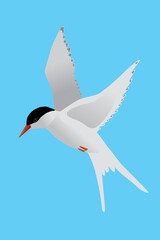 
A vector illustration of a Arctic tern. The bird is flying in the air and both its wings are raised. The bird is looking to the left. Blue background.