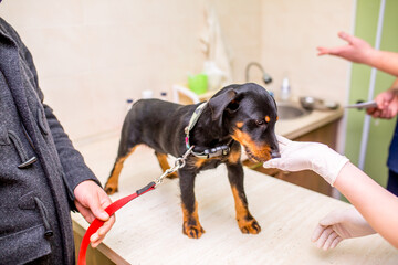 A veterinarian checks the dog's scraper at a veterinary clinic. Veterinary specialist examines a...